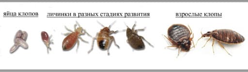 Оказываем услуги по качественной дезинфекции клопов в квартире и доме Дезклиник Услуги по дезинфекции клопов в доме Дезклиник