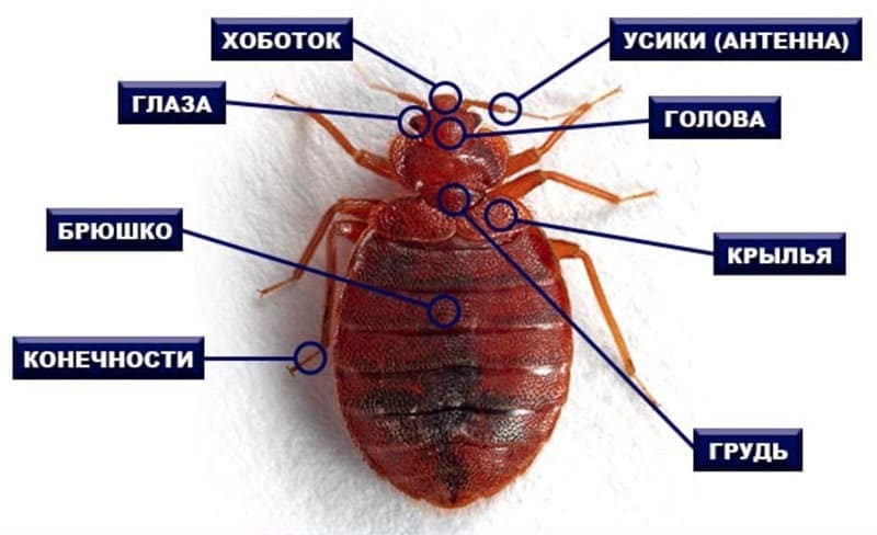 СЭС санитарная служба, дезинфекция от насекомых оказываем услуги Дезклиник Служба борьбы с клопами. ДЕЗИНСЕКЦИЯ, мы вам поможем Дезклиник